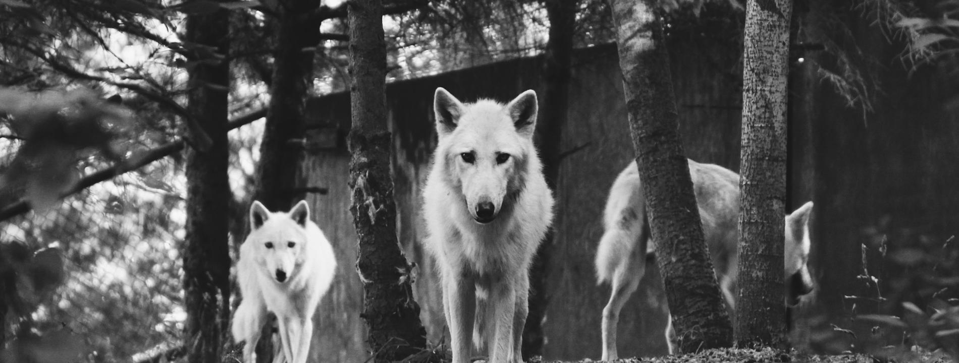 Tree wolfs background